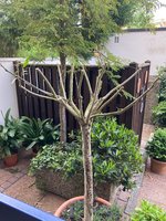 Oleander Hst 2023-05_01.jpg