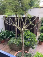 Oleander Hst 2023-05_01.jpg