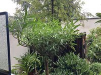 Oleander Hst 2023-08_01.jpg
