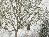 Oleander-Hst 2018_7°minus.jpg