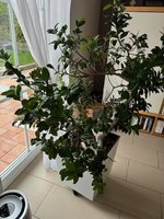 IMG_7254.jpeg