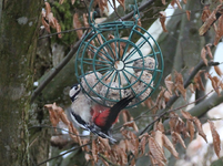 Buntspecht1124.webp