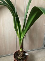 Amaryllis-A-07_2024-01_02.jpg