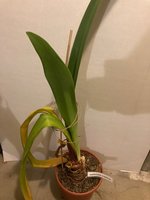 Amaryllis-A-08_2024-01_.jpg