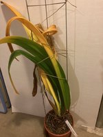 Amaryllis-A-09 rot gefüllt_2024-11_01.jpg