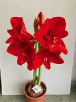 Amaryllis-A-10_2024-01_04.jpg