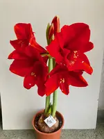Amaryllis-A-10_2024-01_04.jpg