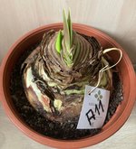 Amaryllis-A-11_2024-01_02.jpg
