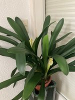 Clivia-C*2024-01*2.5.jpg