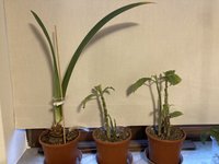 Amaryllis-A-08_2024-01_02.jpg
