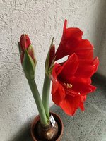Amaryllis-A-10_2024-01_05.jpg