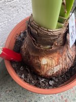 Amaryllis-A-10_2024-01_06.jpg