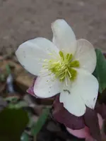P1000126.webp