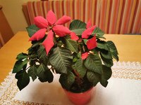 IMG_20240111_172352.jpg