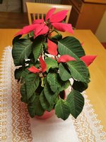 IMG_20240111_172430.jpg
