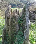 IMG_1257 v (2).webp