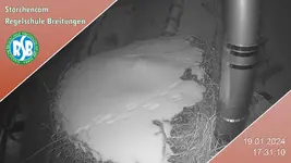 storchennest.webp