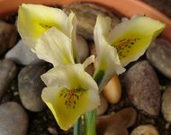 2024Iris1.jpg