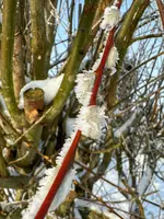 IMG_0137.webp IMG_0137.webp