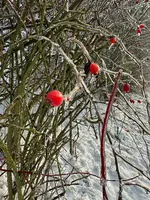 IMG_0123.webp IMG_0123.webp