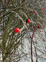 IMG_0123.jpeg