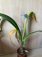 Amaryllis-A-07_2024-01_03.jpg