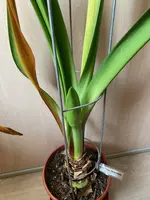 Amaryllis-A-07_2024-01_04.jpg