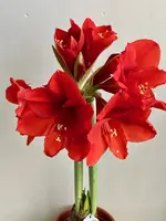 Amaryllis-A-10*zinnober_2024-01_06.jpg