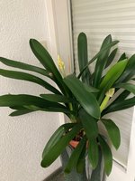 Clivia-C*2024-01*2.6.jpg