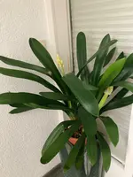 Clivia-C*2024-01*2.6.jpg