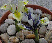 2024Iris2.jpg