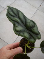 DSC07610.jpg