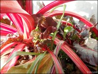 c008.jpg