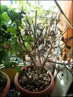 c010.webp