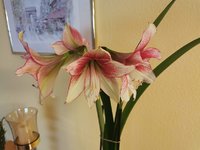 IMG_20240126_123215.jpg