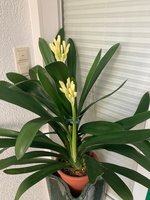 Clivia-C*2024-01*2.7.jpg