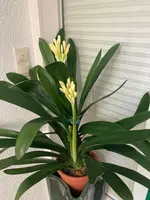 Clivia-C*2024-01*2.7.webp