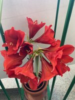 Amaryllis-A-10*zinnober_2024-01_07.jpg