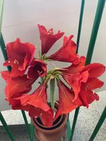 Amaryllis-A-10*zinnober_2024-01_07.jpg