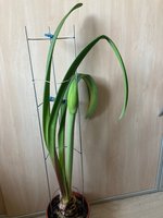Amaryllis-A-07_2024-01_05.jpg