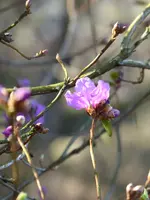 P1000255Dahurische Azalee.webp