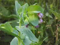 cerinthe.webp