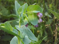cerinthe.JPG