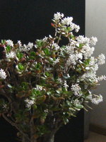 DSCF3184.JPG