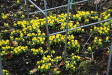 Winterlinge 0122.JPG