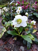 P1030165Christrose Wintergold.JPG
