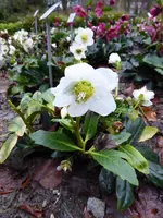 P1030165Christrose Wintergold.webp