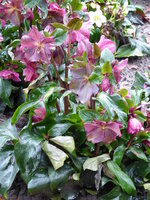 P1030171Schneerose Ice'n Roses early red.JPG
