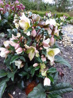 P1030175Schneerose Camelot.JPG