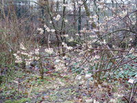 P1030181Chinesische Winterblüte.JPG